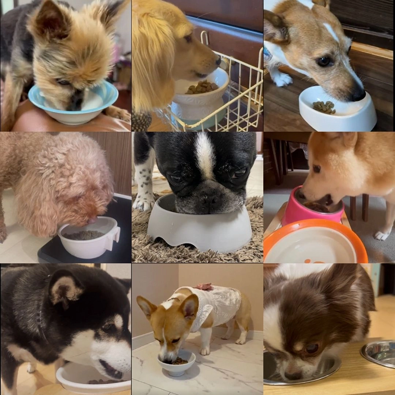 うちの子もイヌグルマン