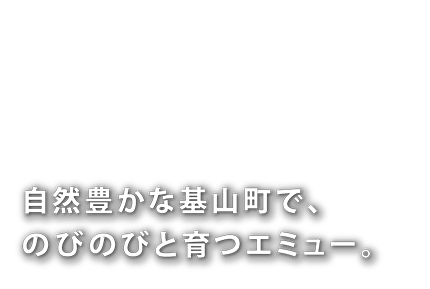 自然豊かな基山町で、のびのびと育つエミュー。